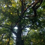 01.07.2021. Rezerwat Polana Polichno. Starodrzew otaczający Polanę Polichno / Edyta Nowicka