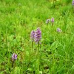 01.07.2021. Rezerwat Polana Polichno. Storczyk kukawka / Jacek Koba