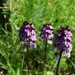 01.07.2021. Rezerwat Polana Polichno. Storczyk purpurowy / Jacek Koba