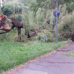 09.07.2021. Kielce. Ulica Biskupa Kaczmarka. Połamane drzewa wskutek silnego wiatru / Marcin Marszałek / Radio Kielce