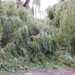 09.07.2021. Kielce. Ulica Biskupa Kaczmarka. Połamane drzewa wskutek silnego wiatru / Marcin Marszałek / Radio Kielce