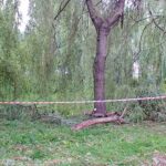 09.07.2021. Kielce. Ulica Biskupa Kaczmarka. Połamane drzewa wskutek silnego wiatru / Marcin Marszałek / Radio Kielce