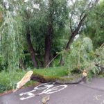 09.07.2021. Kielce. Ulica Biskupa Kaczmarka. Połamane drzewa wskutek silnego wiatru / Marcin Marszałek / Radio Kielce