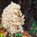 Grzyb jadalny: szmaciak gałęzisty / szmaciak gałęzisty/Facebook