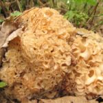 Grzyb jadalny: szmaciak gałęzisty / szmaciak gałęzisty/Facebook