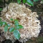 Grzyb jadalny: szmaciak gałęzisty / szmaciak gałęzisty/Facebook