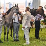 14-15.08.2021. Janów Podlaski. 43. Narodowy Pokaz Koni Arabskich. Pokaz oraz aukcję koni „Pride of Poland” po raz trzeci organizuje Polski Klub Wyścigów Konnych / Wojtek Jargiło / PAP