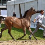 14-15.08.2021. Janów Podlaski. 43. Narodowy Pokaz Koni Arabskich. Pokaz oraz aukcję koni „Pride of Poland” po raz trzeci organizuje Polski Klub Wyścigów Konnych / Wojtek Jargiło / PAP