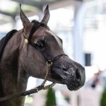 14-15.08.2021. Janów Podlaski. 43. Narodowy Pokaz Koni Arabskich. Pokaz oraz aukcję koni „Pride of Poland” po raz trzeci organizuje Polski Klub Wyścigów Konnych / Wojtek Jargiło / PAP