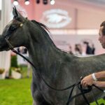 14-15.08.2021. Janów Podlaski. 43. Narodowy Pokaz Koni Arabskich. Pokaz oraz aukcję koni „Pride of Poland” po raz trzeci organizuje Polski Klub Wyścigów Konnych / Wojtek Jargiło / PAP