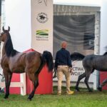 14-15.08.2021. Janów Podlaski. 43. Narodowy Pokaz Koni Arabskich. Pokaz oraz aukcję koni „Pride of Poland” po raz trzeci organizuje Polski Klub Wyścigów Konnych / Wojtek Jargiło / PAP