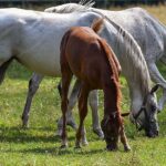 14-15.08.2021. Janów Podlaski. 43. Narodowy Pokaz Koni Arabskich. Pokaz oraz aukcję koni „Pride of Poland” po raz trzeci organizuje Polski Klub Wyścigów Konnych / Wojtek Jargiło / PAP