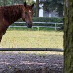 14-15.08.2021. Janów Podlaski. 43. Narodowy Pokaz Koni Arabskich. Pokaz oraz aukcję koni „Pride of Poland” po raz trzeci organizuje Polski Klub Wyścigów Konnych / Wojtek Jargiło / PAP