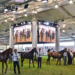 14-15.08.2021. Janów Podlaski. 43. Narodowy Pokaz Koni Arabskich. Pokaz oraz aukcję koni „Pride of Poland” po raz trzeci organizuje Polski Klub Wyścigów Konnych / Wojtek Jargiło / PAP