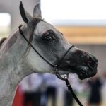 14-15.08.2021. Janów Podlaski. 43. Narodowy Pokaz Koni Arabskich. Pokaz oraz aukcję koni „Pride of Poland” po raz trzeci organizuje Polski Klub Wyścigów Konnych / Wojtek Jargiło / PAP