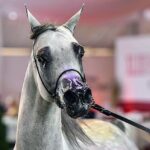 14-15.08.2021. Janów Podlaski. 43. Narodowy Pokaz Koni Arabskich. Pokaz oraz aukcję koni „Pride of Poland” po raz trzeci organizuje Polski Klub Wyścigów Konnych / Wojtek Jargiło / PAP