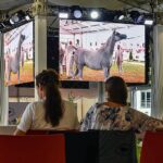 14-15.08.2021. Janów Podlaski. 43. Narodowy Pokaz Koni Arabskich. Pokaz oraz aukcję koni „Pride of Poland” po raz trzeci organizuje Polski Klub Wyścigów Konnych / Wojtek Jargiło / PAP