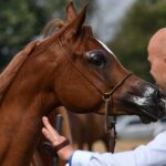 14-15.08.2021. Janów Podlaski. 43. Narodowy Pokaz Koni Arabskich. Pokaz oraz aukcję koni „Pride of Poland” po raz trzeci organizuje Polski Klub Wyścigów Konnych / Wojtek Jargiło / PAP