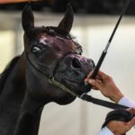 15.08.2021. Janów Podlaski. Ogier Equator sprzedany za 450 tysięcy euro w aukcji „Pride of Poland” na XLIII Narodowym Pokazie Koni Arabskich / PAP/Wojtek Jargiło