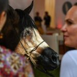 15.08.2021. Janów Podlaski. Ogier Pointer podczas czempionatu ogierów młodszych na XLIII Narodowym Pokazie Koni Arabskich / PAP/Wojtek Jargiło