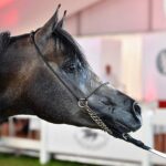 15.08.2021. Janów Podlaski. Ogier Pointer podczas czempionatu ogierów młodszych na 43. Narodowym Pokazie Koni Arabskich w Janowie Podlaskim / Wojtek Jargiło / PAP