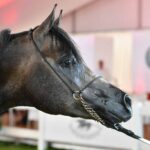 15.08.2021. Janów Podlaski. Ogier Pointer podczas czempionatu ogierów młodszych na XLIII Narodowym Pokazie Koni Arabskich / PAP/Wojtek Jargiło