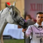 15.08.2021. Janów Podlaski. Klacz Emandorissa podczas pokazu koni biorących udział w aukcji „Pride of Poland” na XLIII Narodowym Pokazie Koni Arabskich / PAP/Wojtek Jargiło