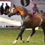 15.08.2021. Janów Podlaski. Ogier Equator sprzedany za 450 tysięcy euro w aukcji „Pride of Poland” na XLIII Narodowym Pokazie Koni Arabskich / PAP/Wojtek Jargiło