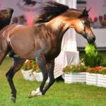 15.08.2021. Janów Podlaski. Ogier Equator sprzedany za 450 tysięcy euro w aukcji „Pride of Poland” na XLIII Narodowym Pokazie Koni Arabskich / PAP/Wojtek Jargiło