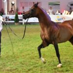 15.08.2021. Janów Podlaski. Ogier Equator sprzedany za 450 tysięcy euro w aukcji „Pride of Poland” na XLIII Narodowym Pokazie Koni Arabskich / PAP/Wojtek Jargiło