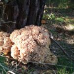 Grzyb jadalny: szmaciak gałęzisty / szmaciak gałęzisty/Facebook