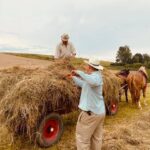 02.08.2021. Boszczynek. Plan zdjęciowy filmu o tradycyjnych sianokosach / UMiG Skalbmierz