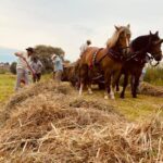 02.08.2021. Boszczynek. Plan zdjęciowy filmu o tradycyjnych sianokosach / UMiG Skalbmierz