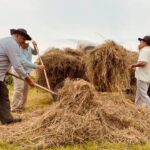 02.08.2021. Boszczynek. Plan zdjęciowy filmu o tradycyjnych sianokosach / UMiG Skalbmierz
