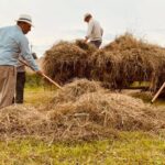 02.08.2021. Boszczynek. Plan zdjęciowy filmu o tradycyjnych sianokosach / UMiG Skalbmierz