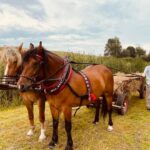 02.08.2021. Boszczynek. Plan zdjęciowy filmu o tradycyjnych sianokosach / UMiG Skalbmierz