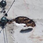 17.08.2021 Strażacy usuwający gniazda niebezpiecznych owadów / OSP Zagnańsk-Chrusty