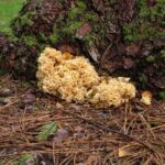 Grzyb jadalny: szmaciak gałęzisty / szmaciak gałęzisty/Facebook