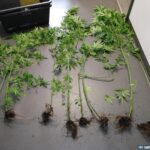 Konopie indyjskie / swietokrzyska.policja.gov.pl