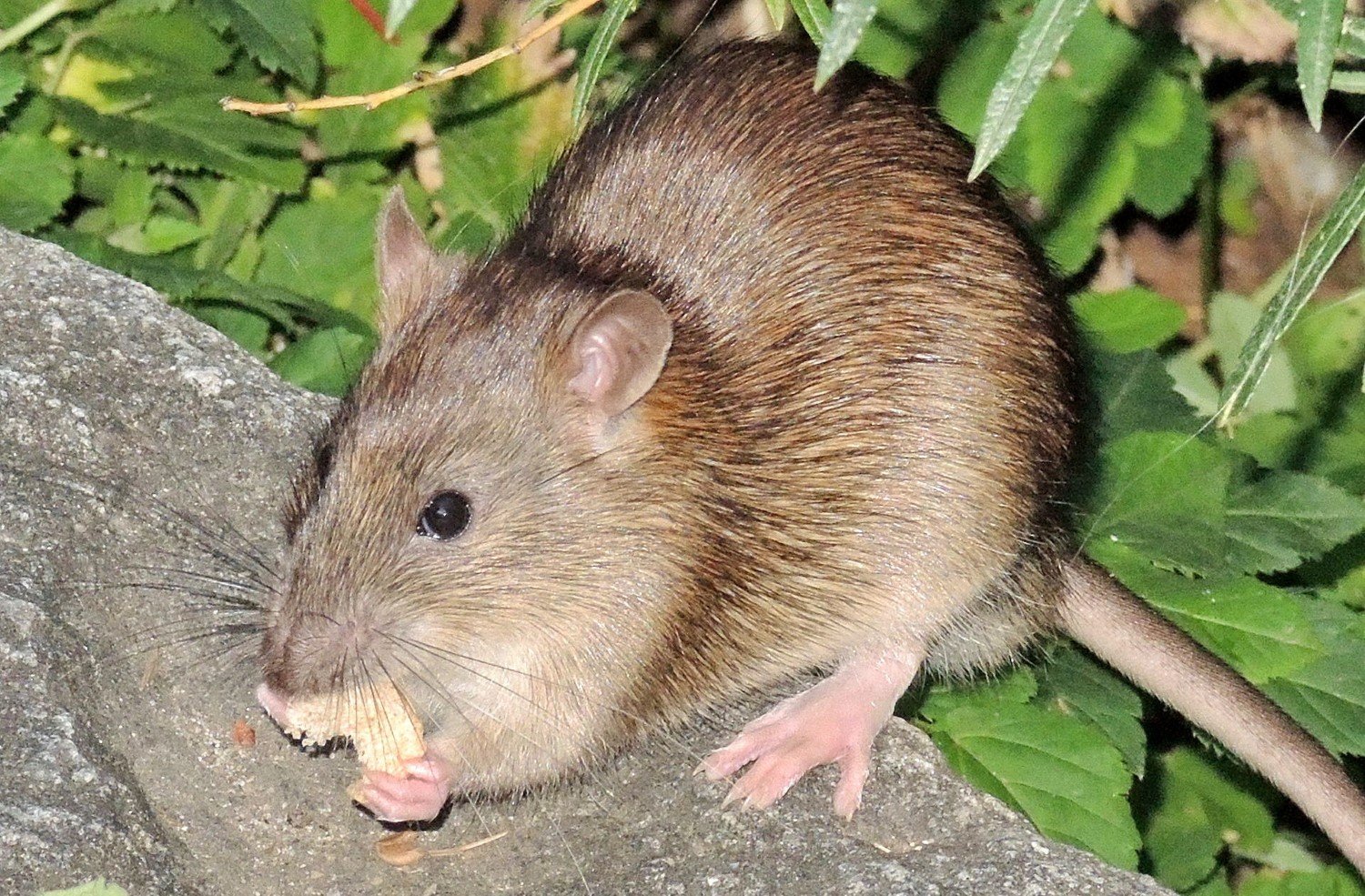 Szczur / wikipedia