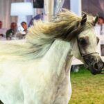 15.08.2021 Janów Podlaski. 43. Narodowy Pokazu Koni Arabskich / Radio Lublin