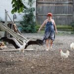 11.08.2021. Tychów. Udomowiony bocian / Anna Głąb / Radio Kielce