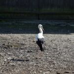 11.08.2021. Tychów. Udomowiony bocian / Anna Głąb / Radio Kielce