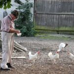 11.08.2021. Tychów. Udomowiony bocian / Anna Głąb / Radio Kielce