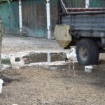 11.08.2021. Tychów. Udomowiony bocian / Anna Głąb / Radio Kielce