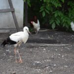 11.08.2021. Tychów. Udomowiony bocian / Anna Głąb / Radio Kielce