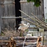 11.08.2021. Tychów. Udomowiony bocian / Anna Głąb / Radio Kielce