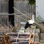 11.08.2021. Tychów. Udomowiony bocian / Anna Głąb / Radio Kielce