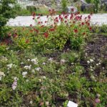 04.08.2021. Kielce. Ogród Botaniczny / Anna Kwapisz / Radio Kielce