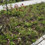 04.08.2021. Kielce. Ogród Botaniczny / Anna Kwapisz / Radio Kielce